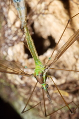 Leptotarsus albistigma