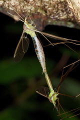 Leptotarsus albistigma