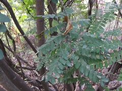 Piptadenia obliqua