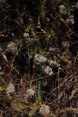 Metalasia pulchella
