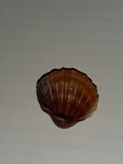 Acanthocardia paucicostata