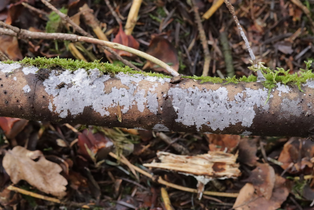 Sebacina grisea