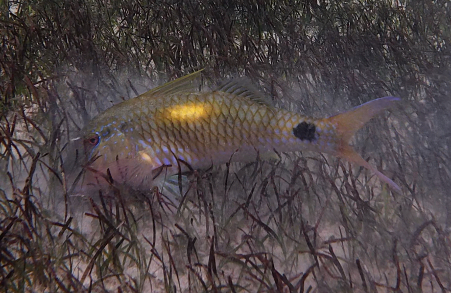 Goatfish (Parupeneus indicus) — Mullidae