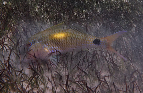 Goatfish (Parupeneus indicus) — Mullidae