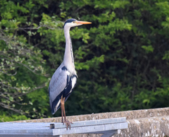 Ardea cinerea