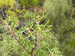 Petrophile squamata