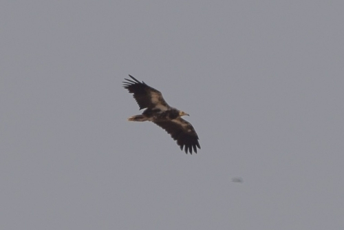 Avistamiento Alimoche común