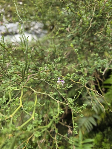 Carmichaelia odorata, photograph 6