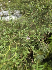 Carmichaelia odorata, photograph author not stated, no rights reserved