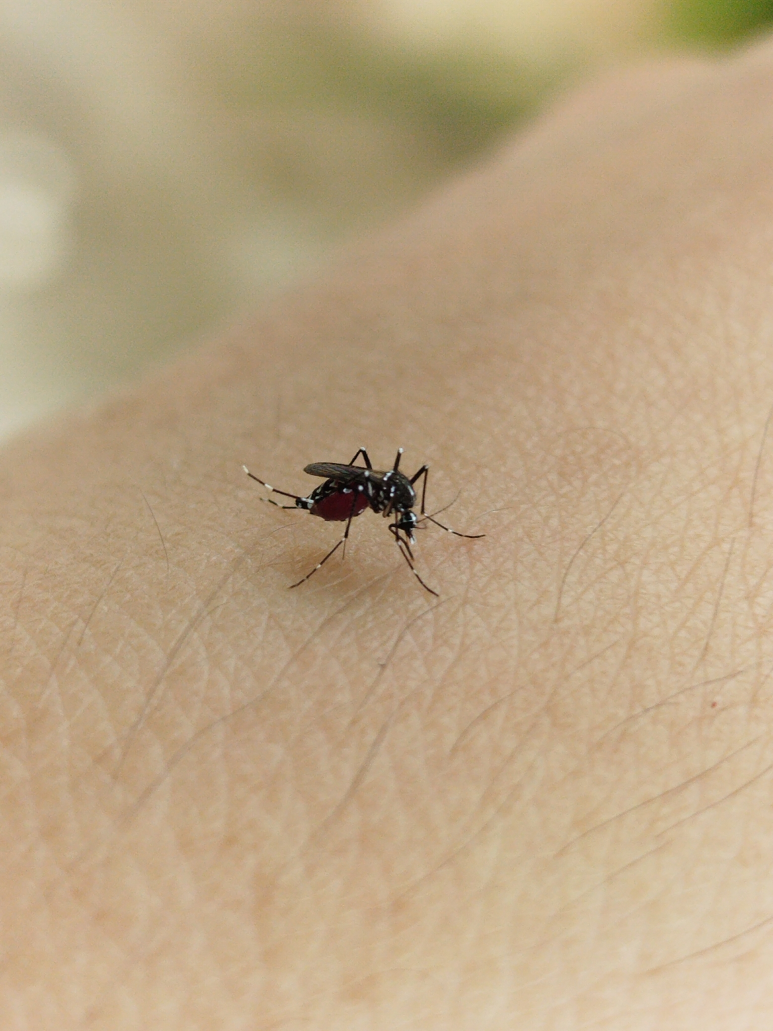 Aedes albopictus