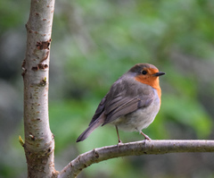 Erithacus rubecula