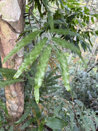 Lygodium salicifolium observed 2026-01-19