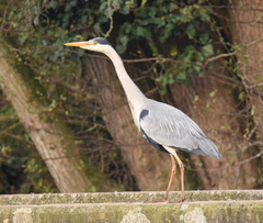Ardea cinerea
