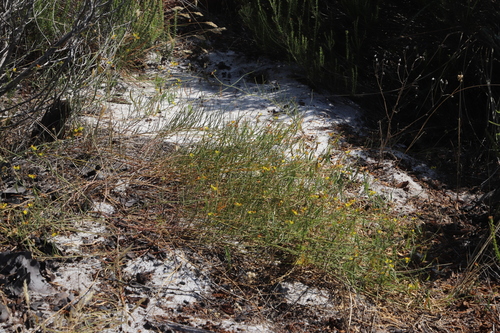 Image of Lebeckia contaminata by (c) Tony Rebelo, some rights reserved (CC BY-SA)