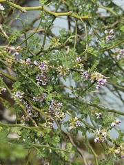 Carmichaelia odorata, photograph author not stated, no rights reserved
