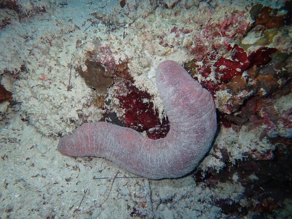 Holothuria enalia