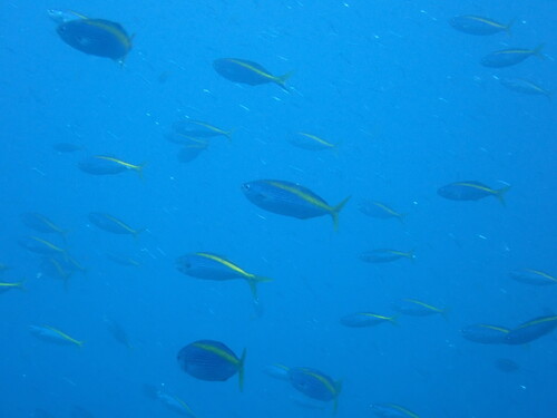 Yellowstriped butterfish (Labracoglossa argenteiventris) — Kyphosidae — 5