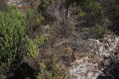 Roella prostrata