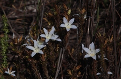 Roella prostrata