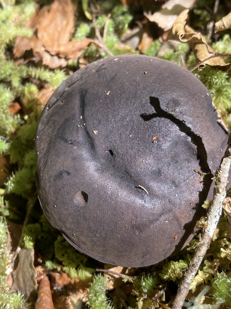 Tylopilus formosus · January 2026 · photo: © matt_scott_nz (iNaturalist, cc-by)