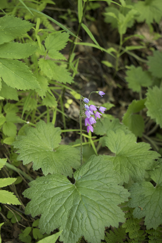 Bear's-ear Sanicle (Primula matthioli)