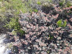 Adenanthos cuneatus