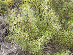 Petrophile squamata