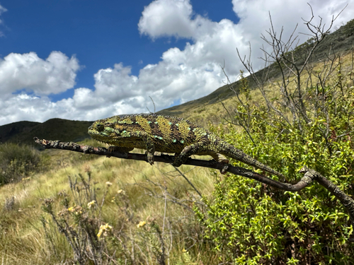 Aberdare Mountains Dwarf Chameleon, Trioceros kinangopensis