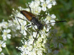 Anastrangalia dubia