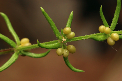 Rough bedstraw (Galium gaudichaudii)