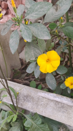 Yellow flax