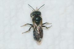Osmia pumila