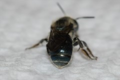 Osmia pumila