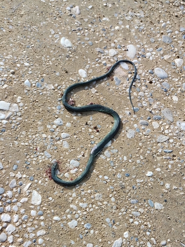 Chrysopelea paradisi