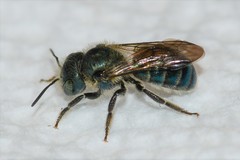 Osmia pumila