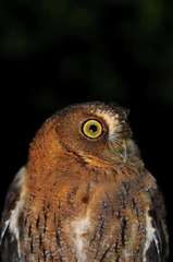 Otus rutilus rutilus
