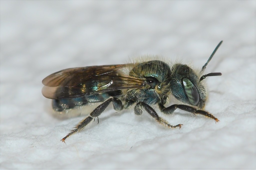 Osmia pumila