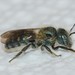 Osmia pumila - Photo (c) Royal Tyler, some rights reserved (CC BY-NC-SA), uploaded by Royal Tyler