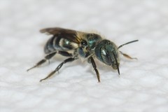 Osmia pumila