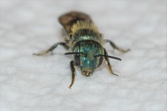 Osmia pumila