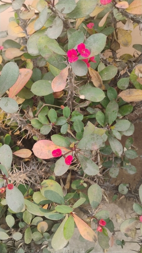 Crown-of-Thorns