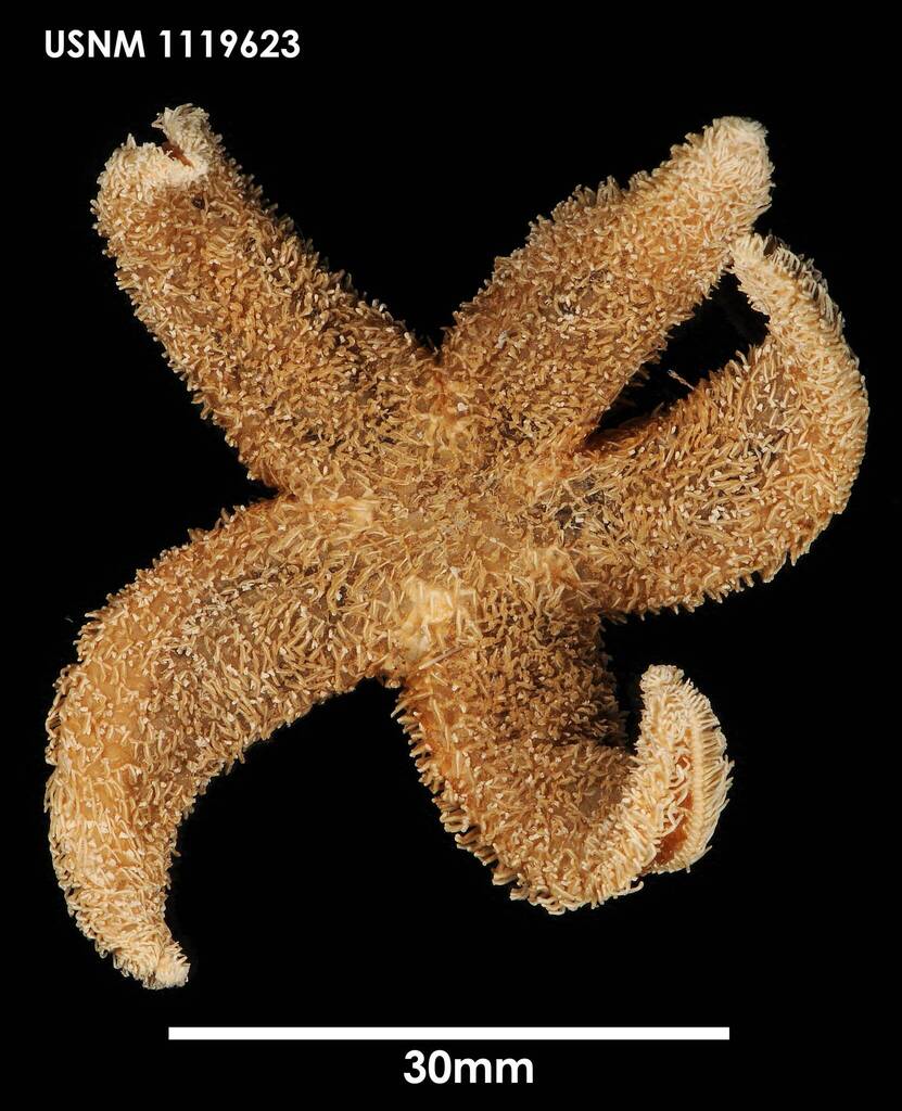 Adelasterias