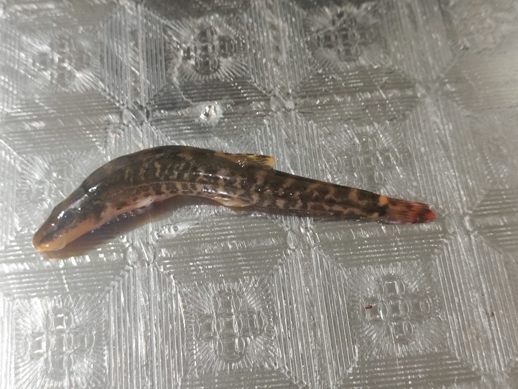 Stone loach (Barbatula toni) — Nemacheilidae