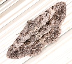Psilalcis isombra