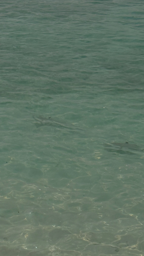 Carcharhinus melanopterus