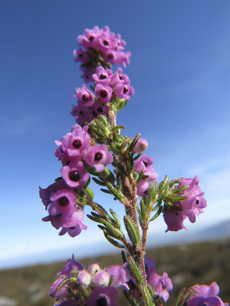 Hoary Heath
