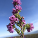 Erica canescens - Photo (c) botanicexpedition2019nl-saf, algunos derechos reservados (CC BY-NC-ND)