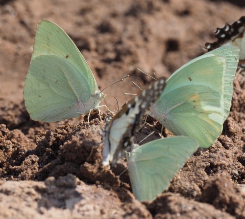 African Migrant