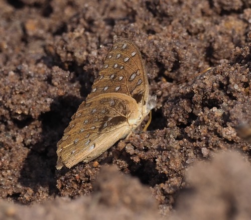 Guinea-fowl Butterfly