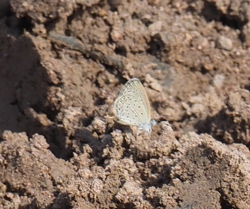 African Grass Blue